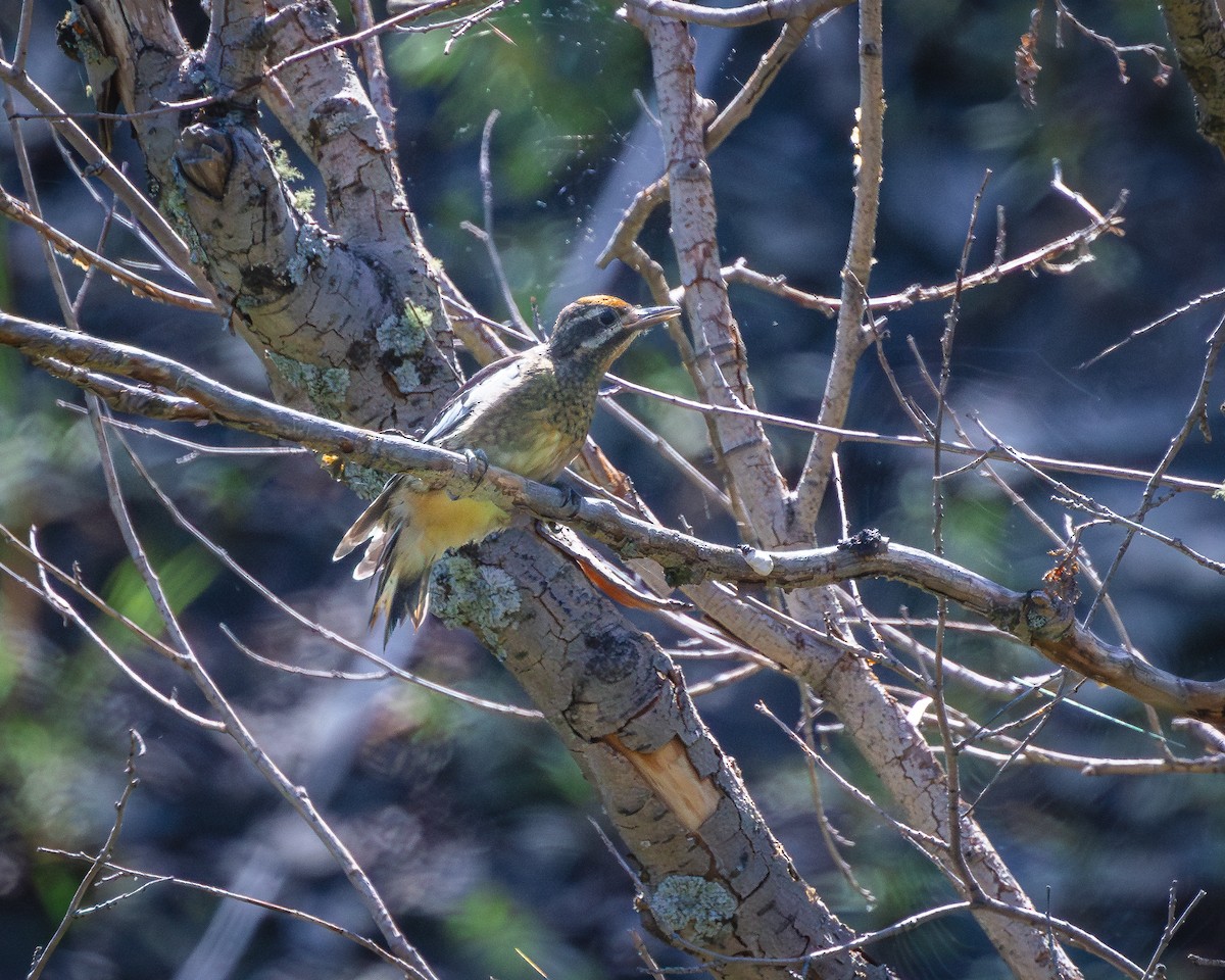 Red-naped Sapsucker - ML622132696