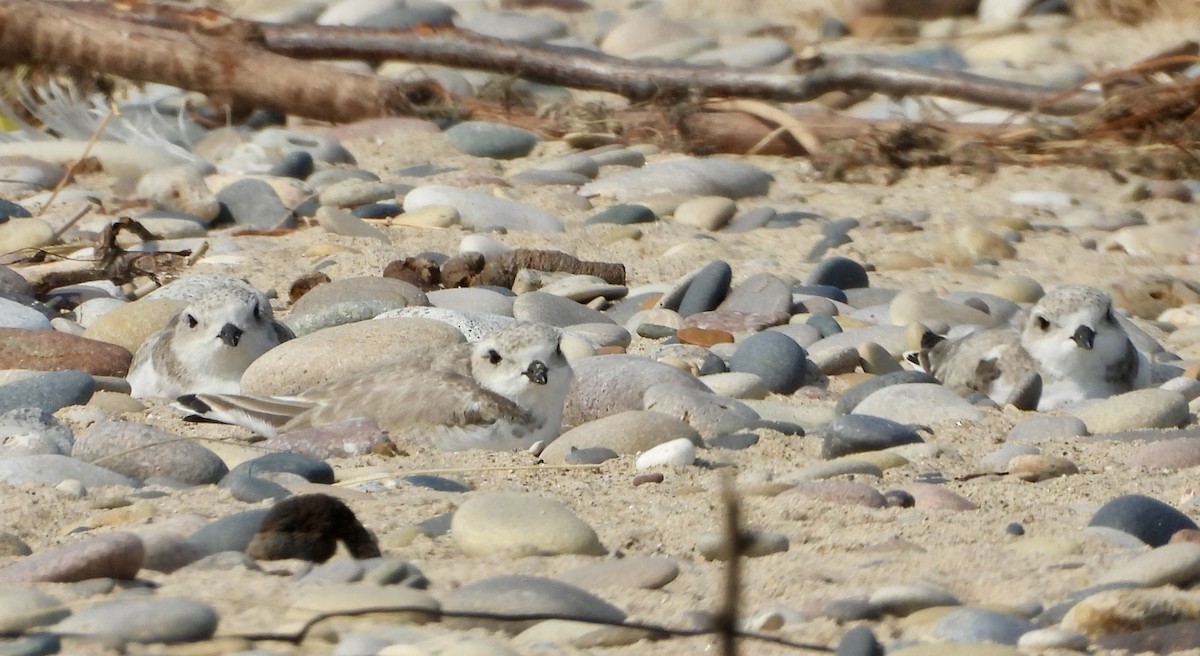 Piping Plover - Carolyn Lueck