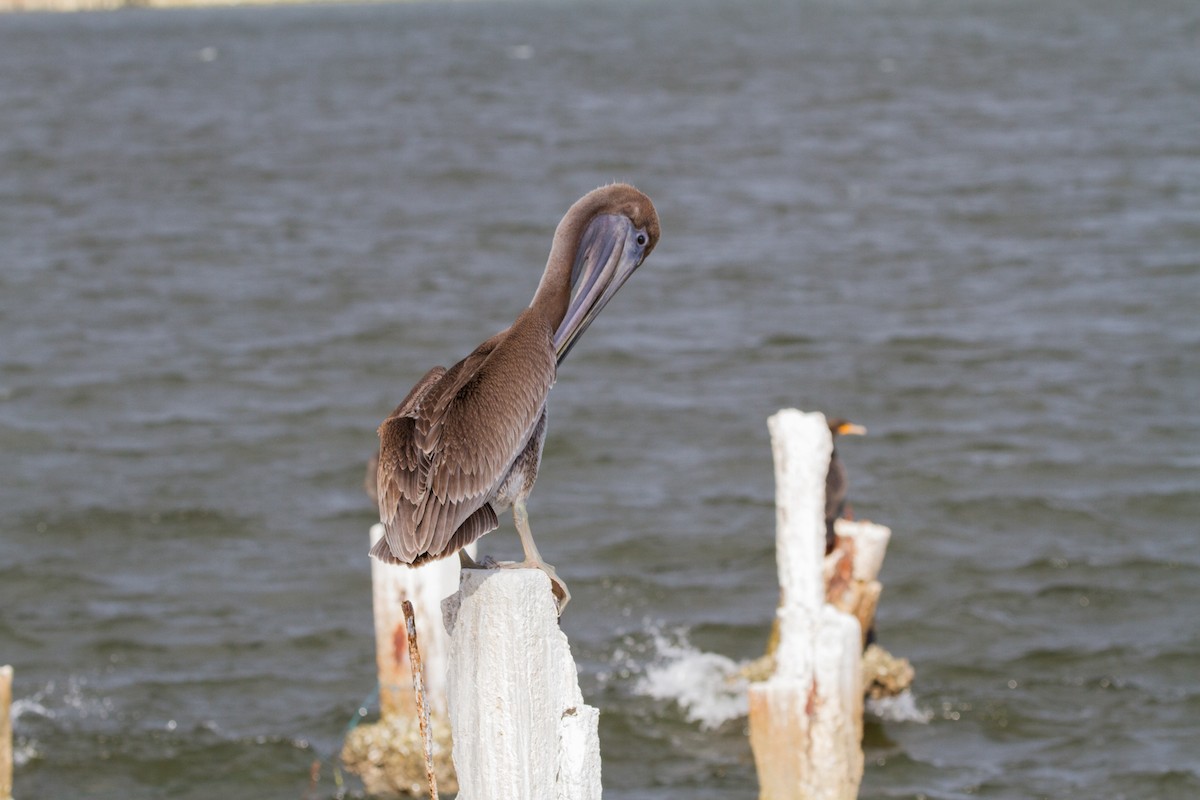 Brown Pelican - ML622132698