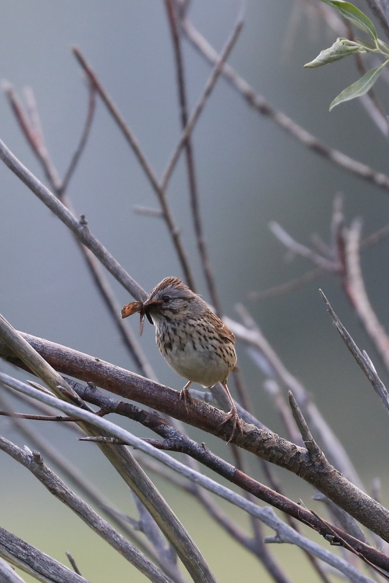 Lincoln's Sparrow - Emily Holcomb