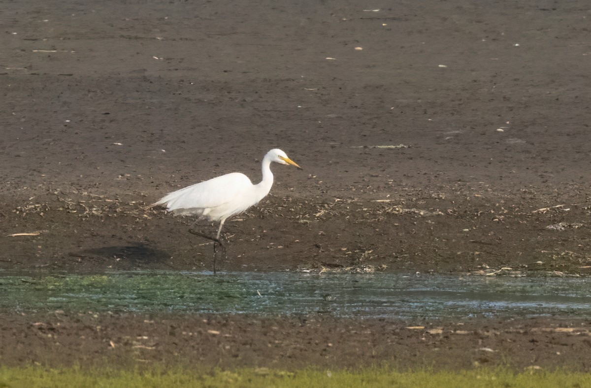 Medium Egret - ML622132700