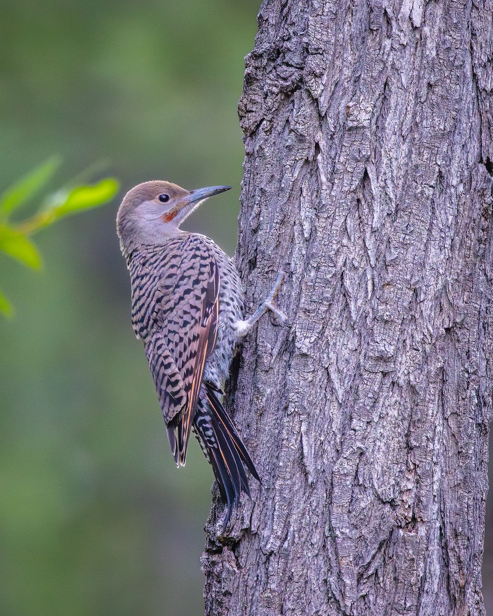 Northern Flicker - ML622132701