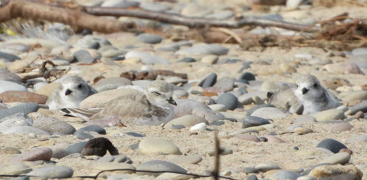 Piping Plover - ML622132708