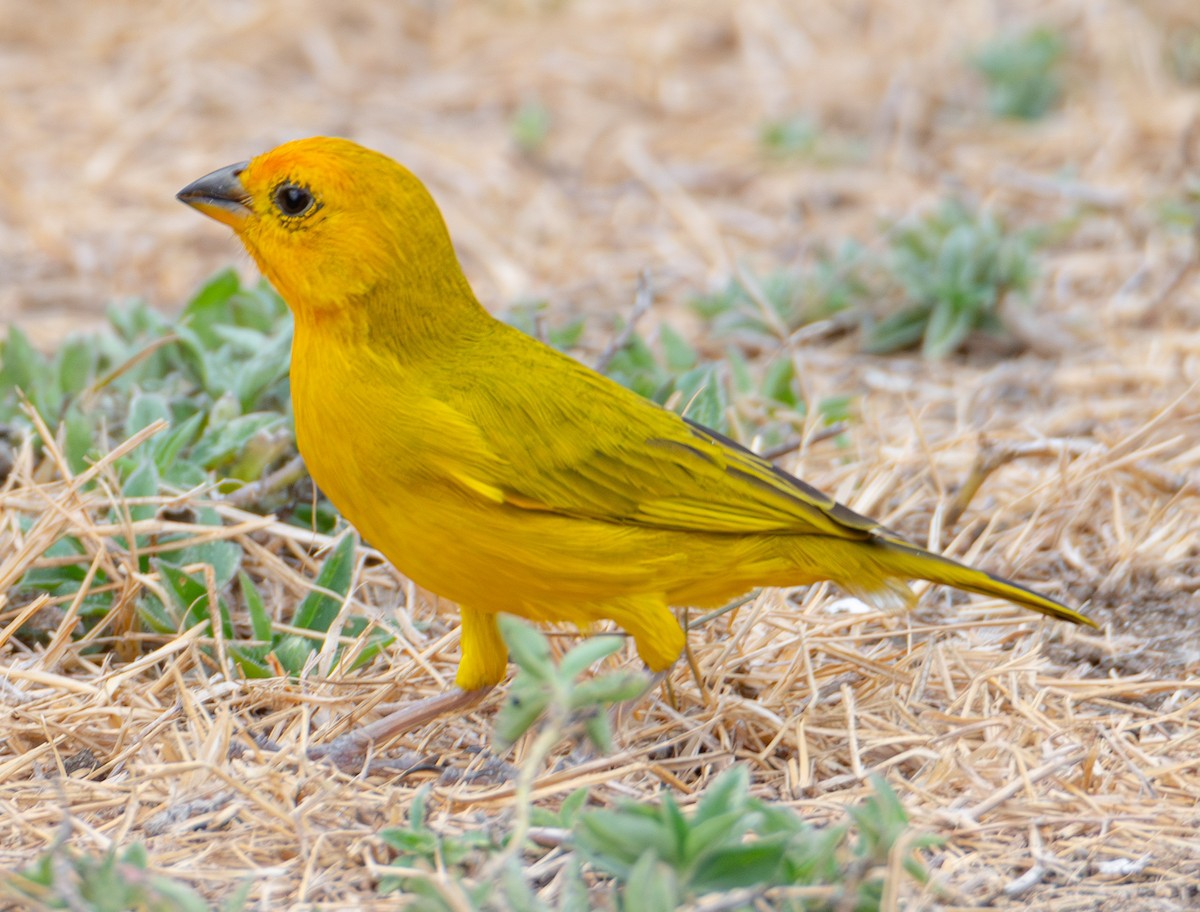 Saffron Finch - ML622132709