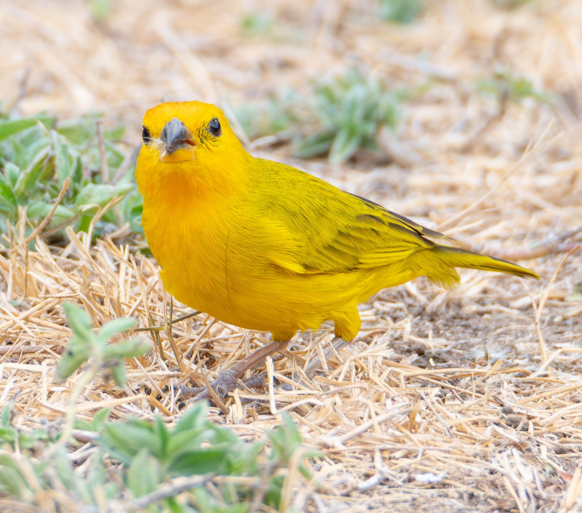 Saffron Finch - ML622132710