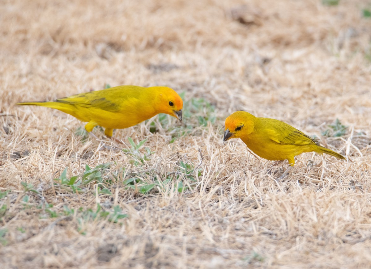 Saffron Finch - ML622132711