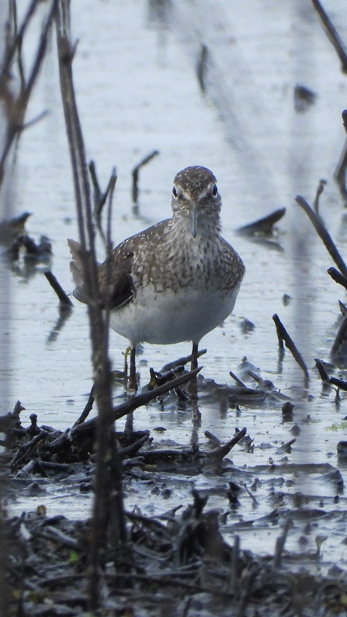 Solitary Sandpiper - ML622132713