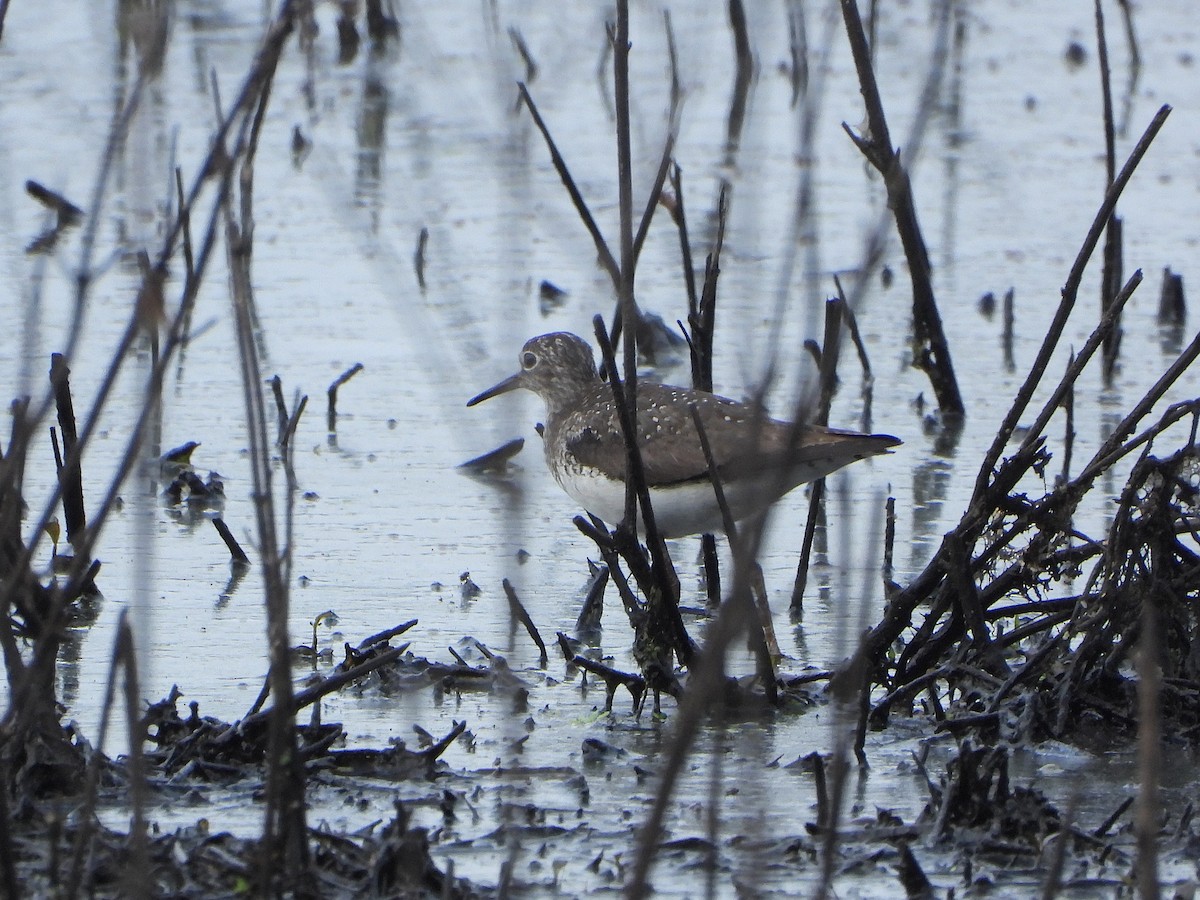 Solitary Sandpiper - ML622132714