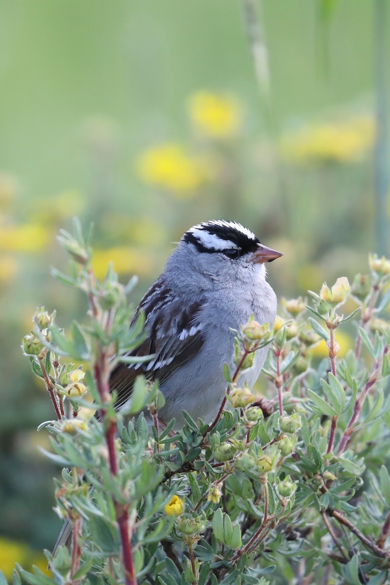 White-crowned Sparrow - ML622132716