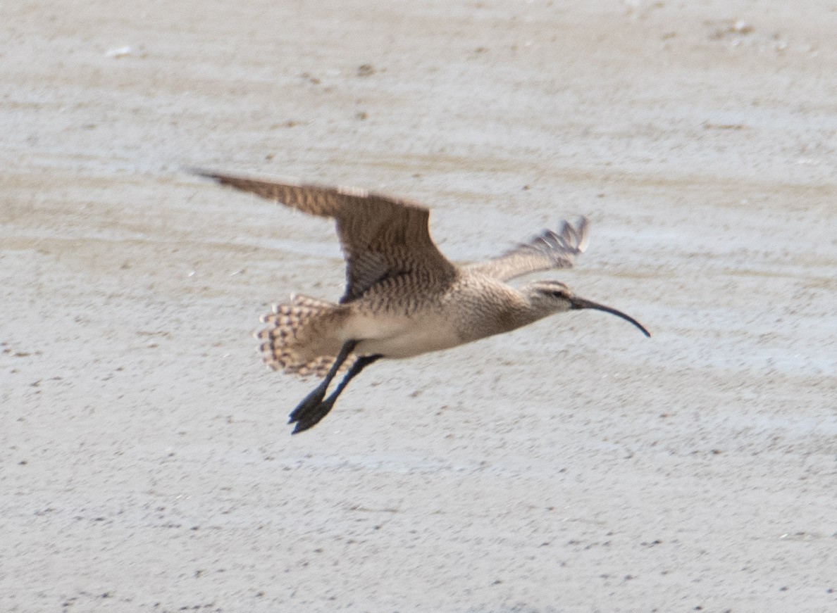 Whimbrel - ML622132717