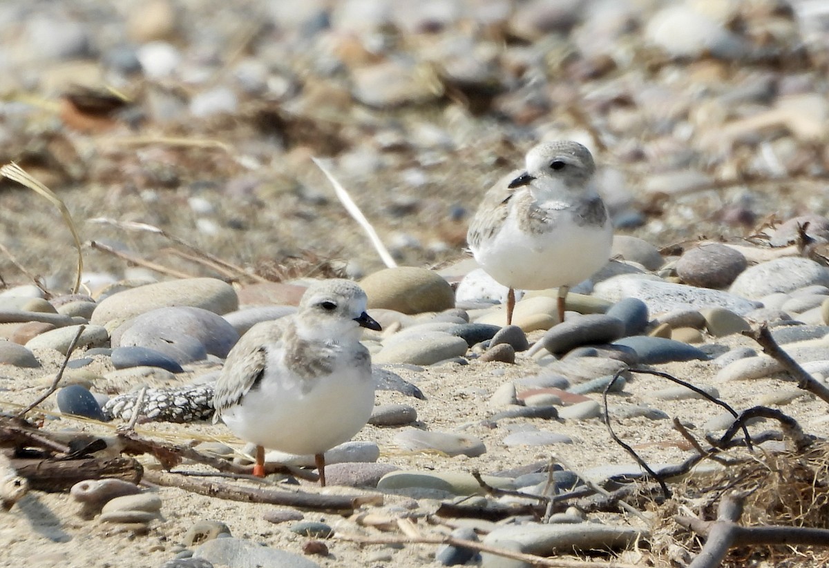 Piping Plover - ML622132718
