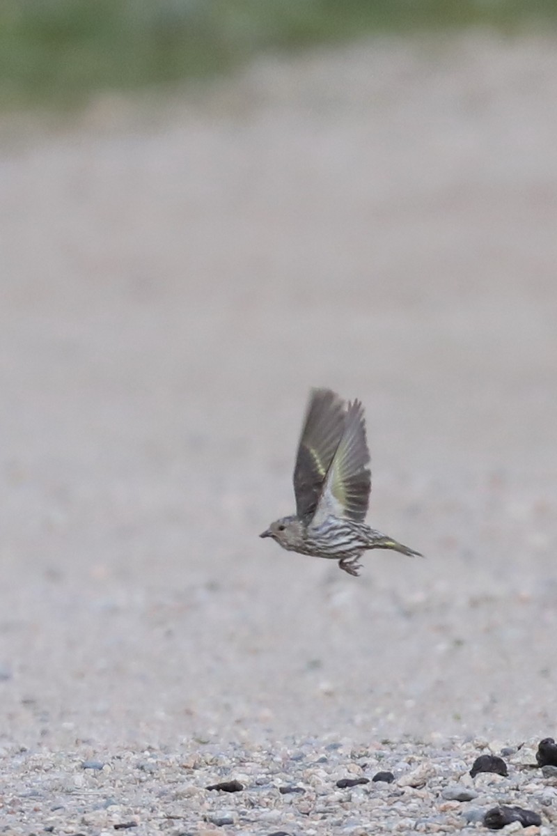 Pine Siskin - ML622132719