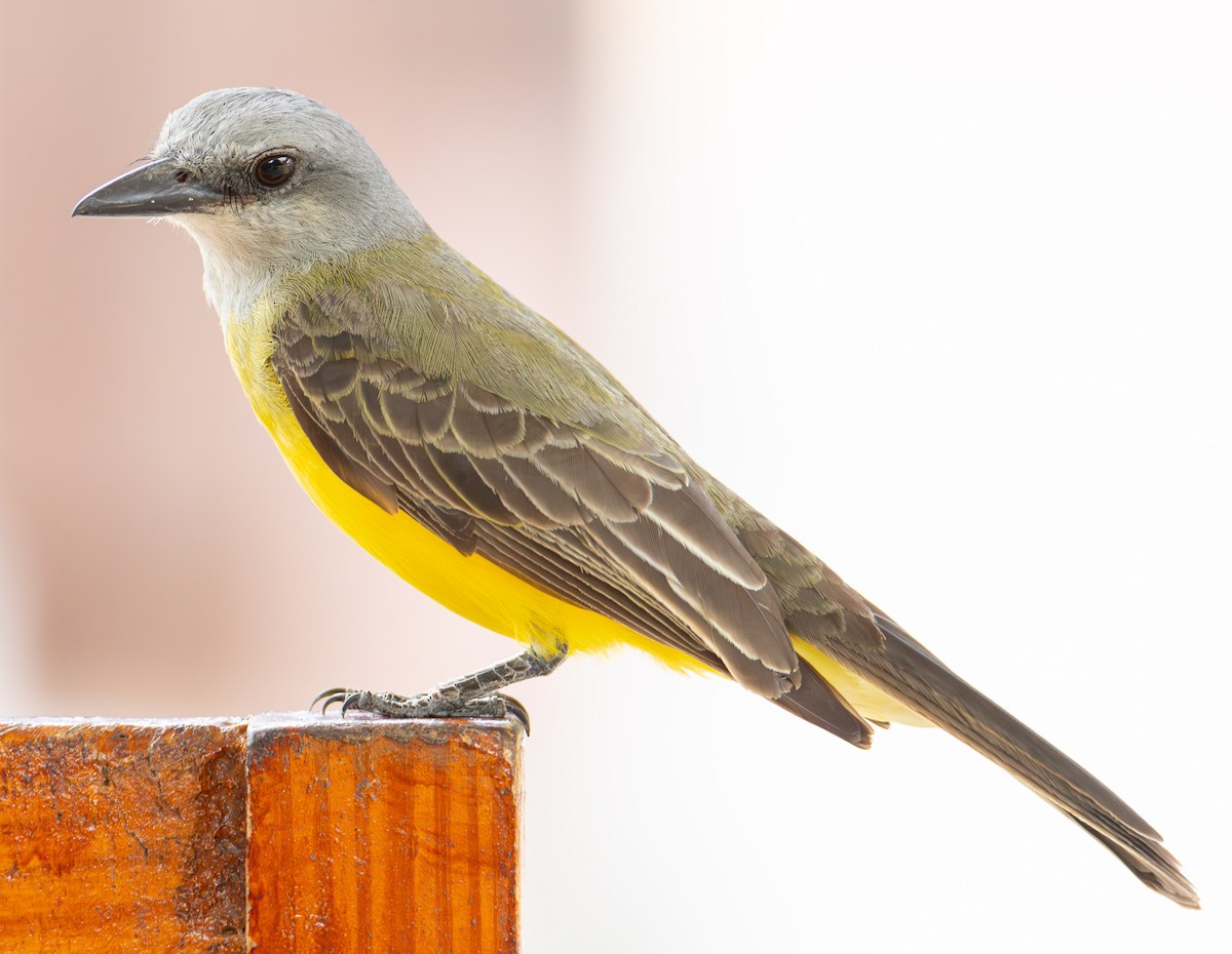 Tropical Kingbird - ML622132721