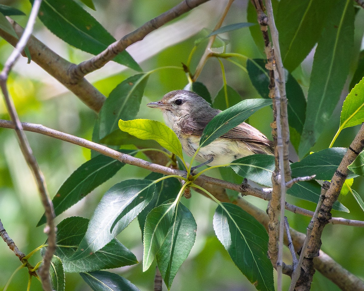 Warbling Vireo - ML622132722