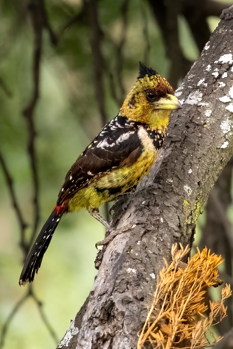 Crested Barbet - ML622132753