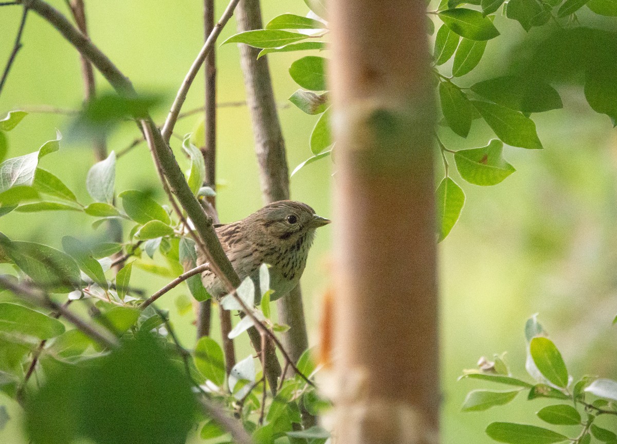 Lincoln's Sparrow - ML622132766