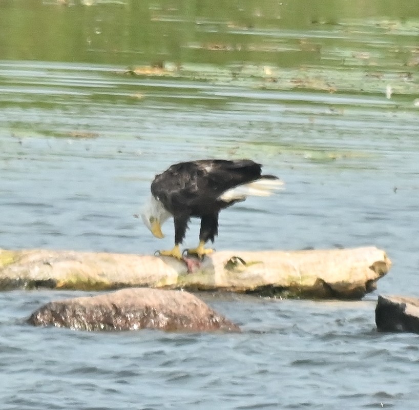 Bald Eagle - ML622132770