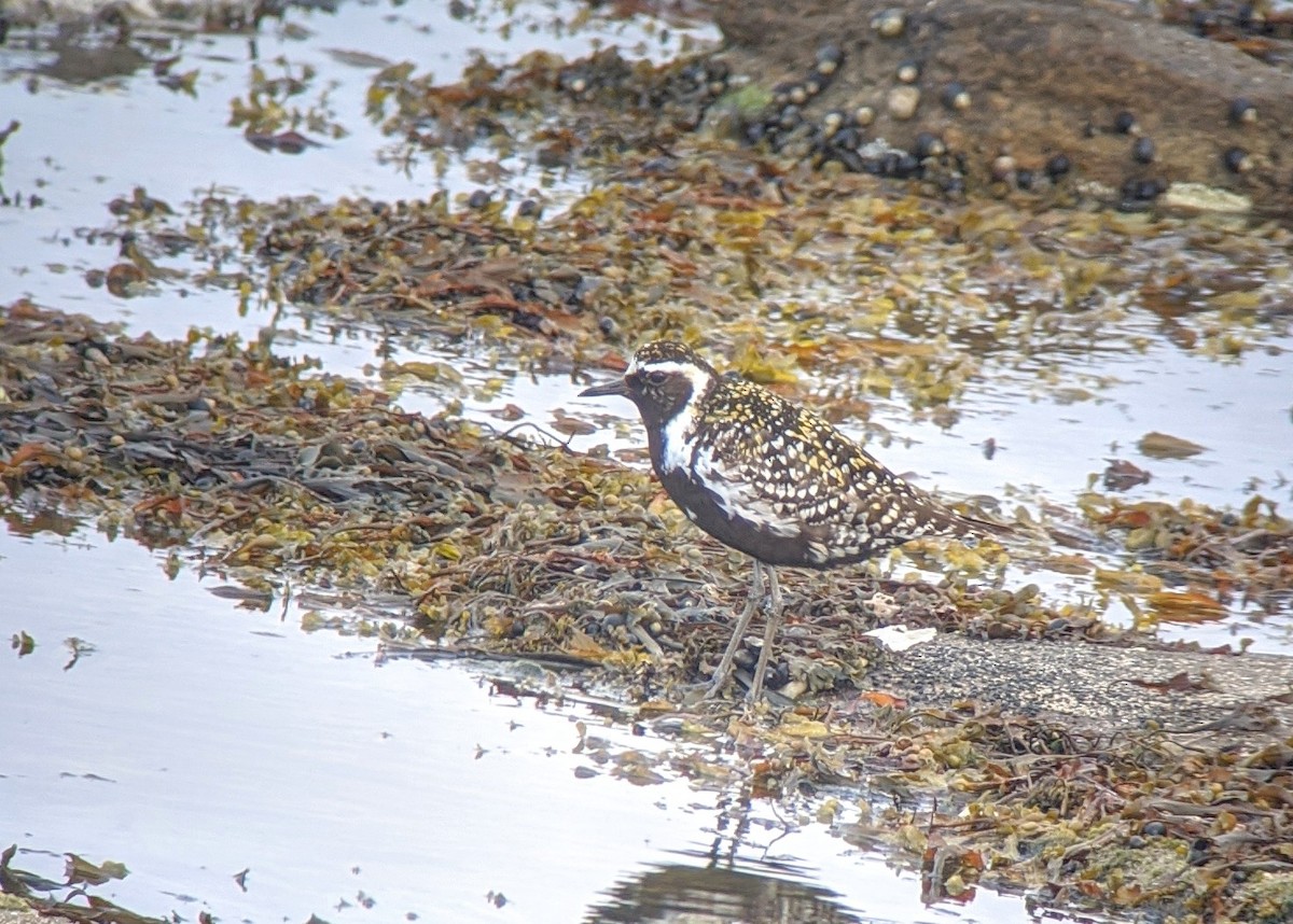 Pacific Golden-Plover - Rich Bayldon