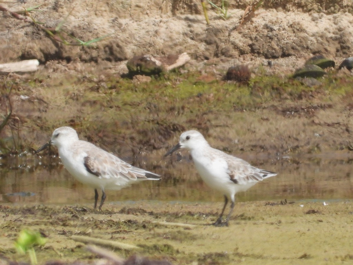 Bécasseau sanderling - ML622132795