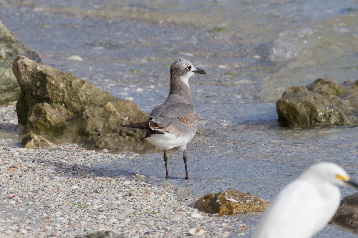 Mouette atricille - ML622132823