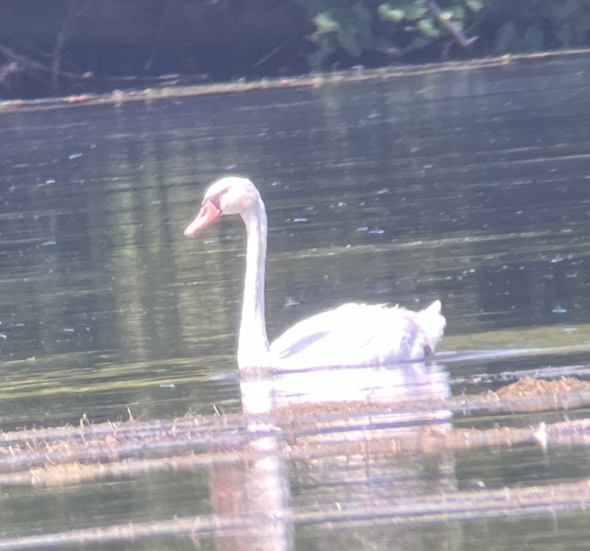 Mute Swan - ML622132826