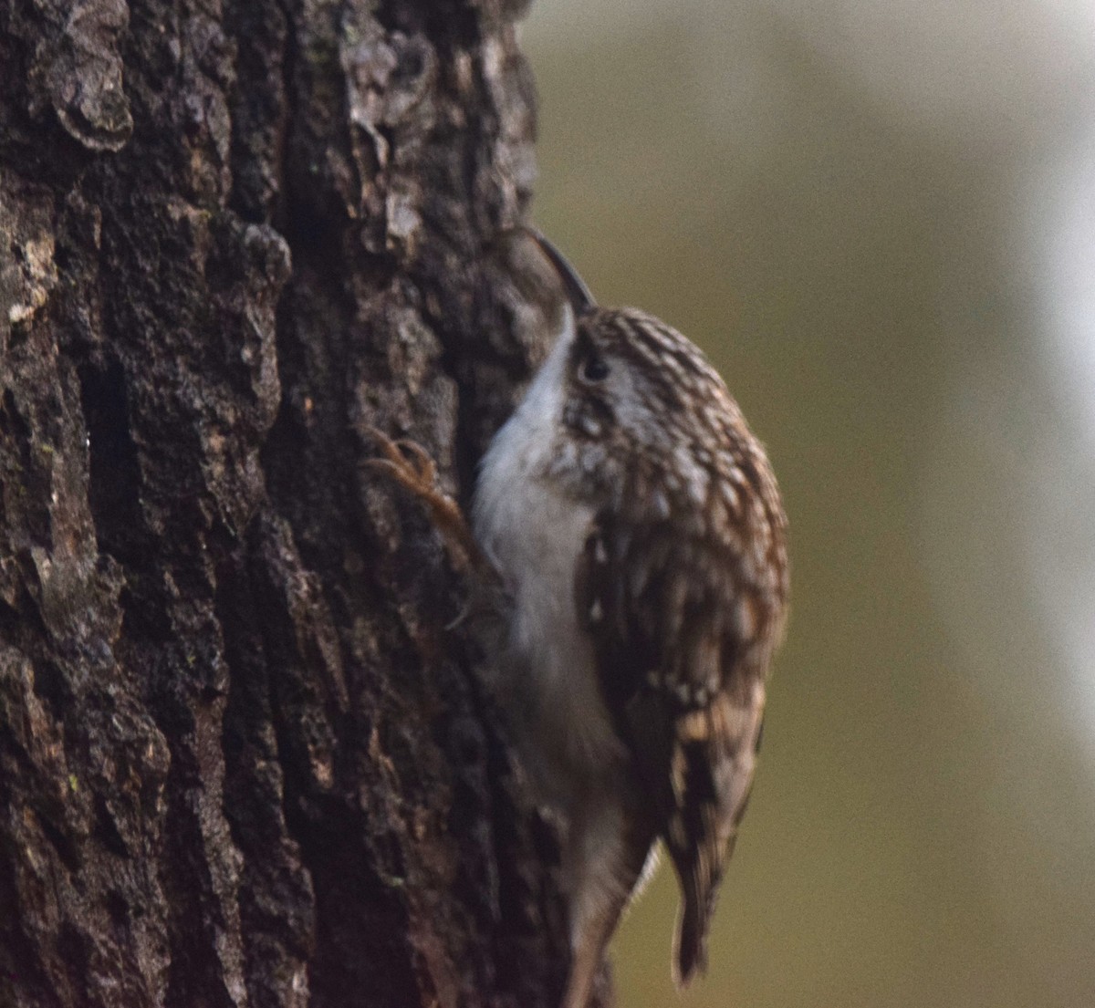 Brown Creeper - ML622132917