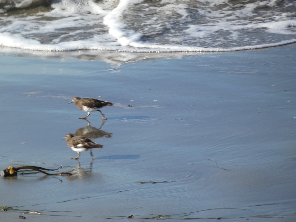 Black Turnstone - ML622132919