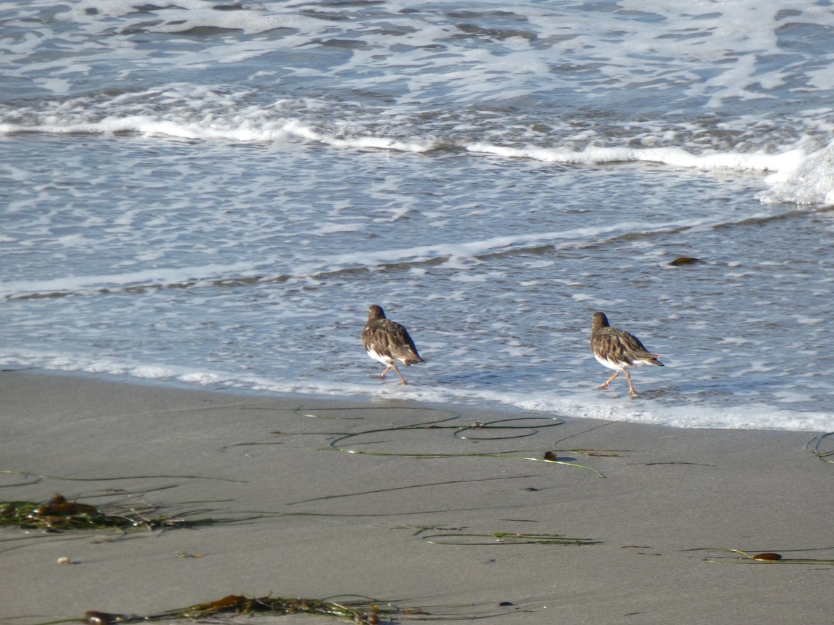 Black Turnstone - ML622132920