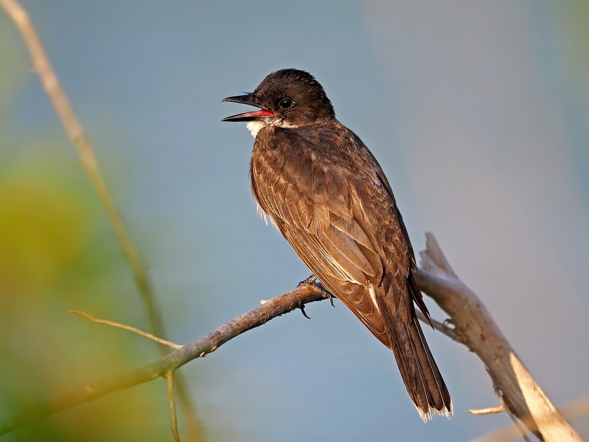 Eastern Kingbird - ML622132921