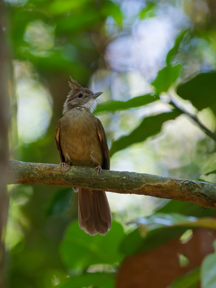 Ochraceous Bulbul - ML622132922