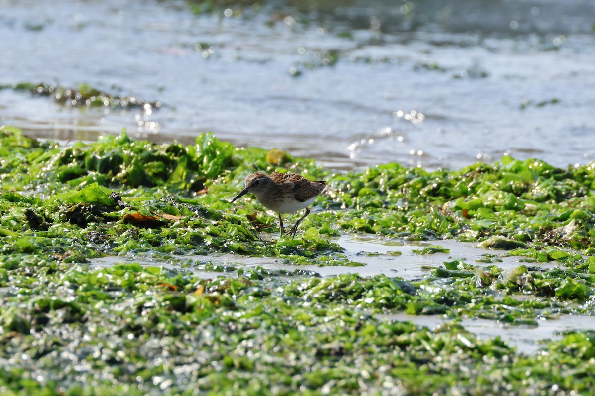 Least Sandpiper - ML622132923