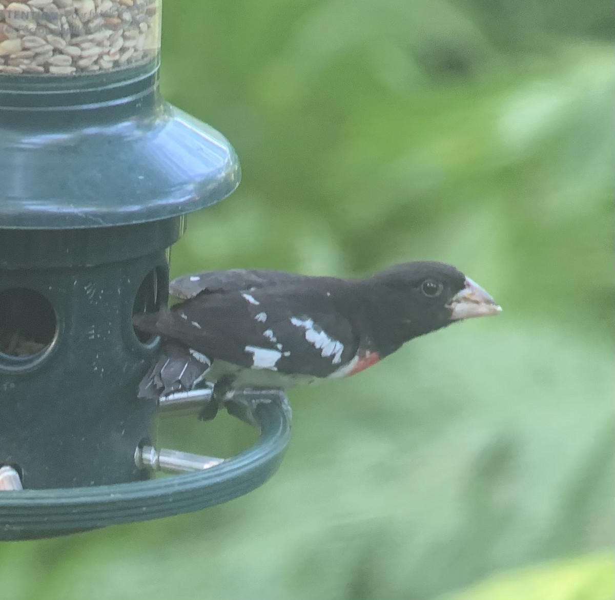 Rose-breasted Grosbeak - ML622132925