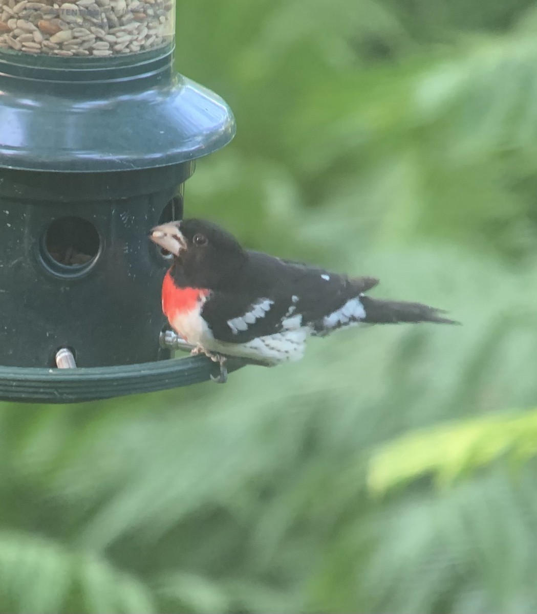 Rose-breasted Grosbeak - ML622132926