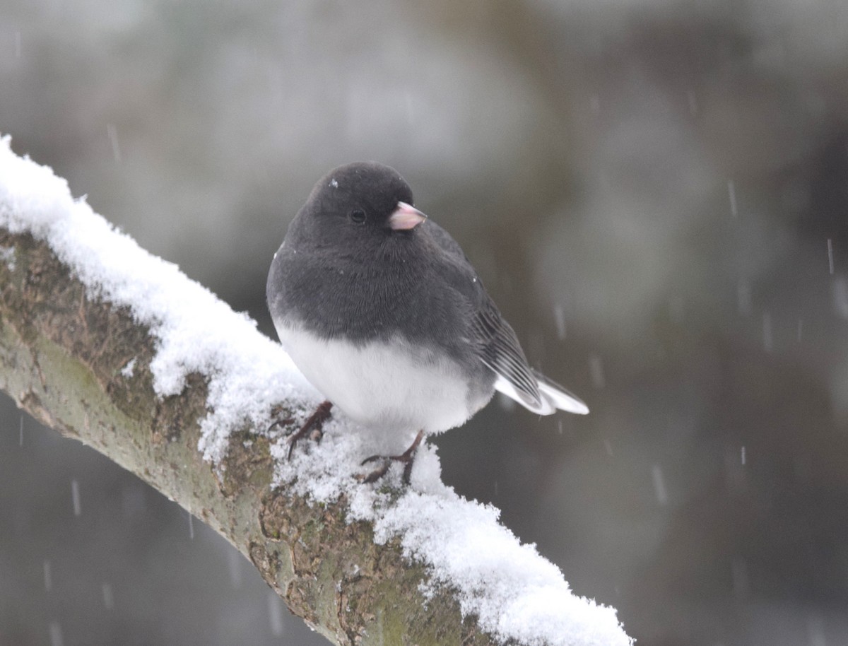 Dark-eyed Junco - ML622132927