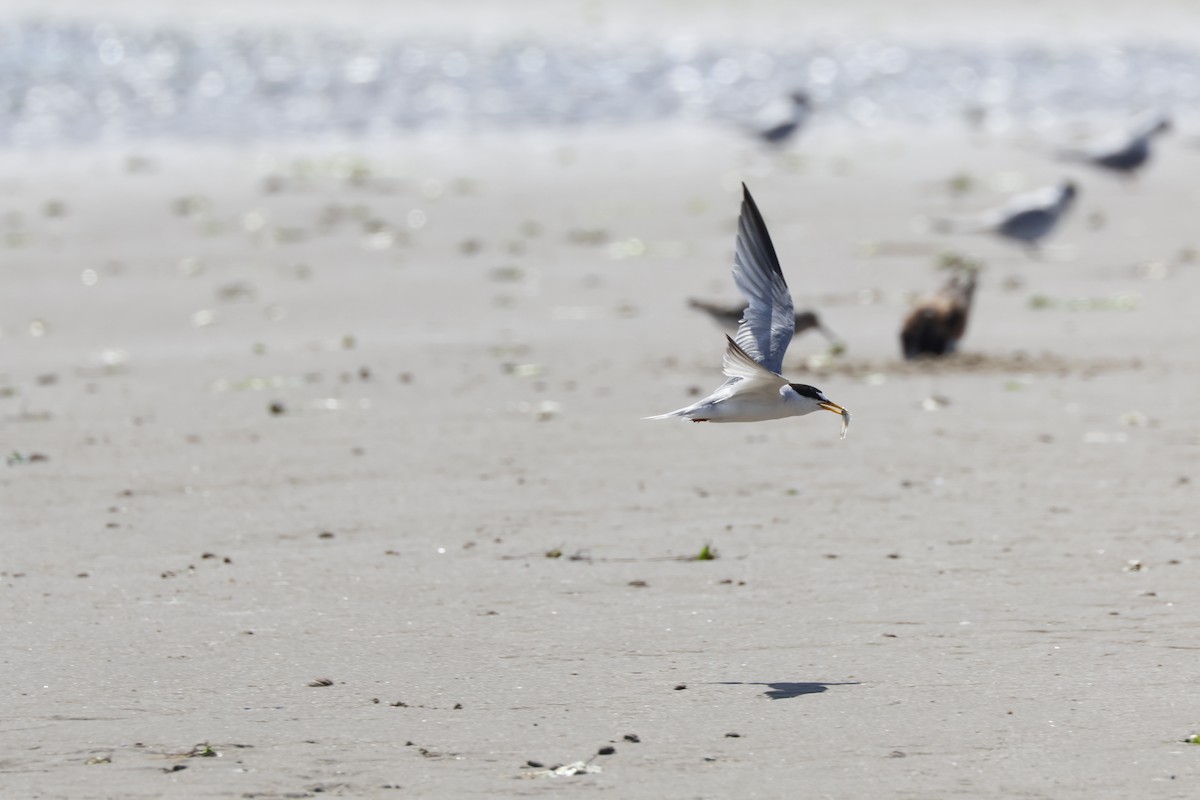 Least Tern - ML622132928