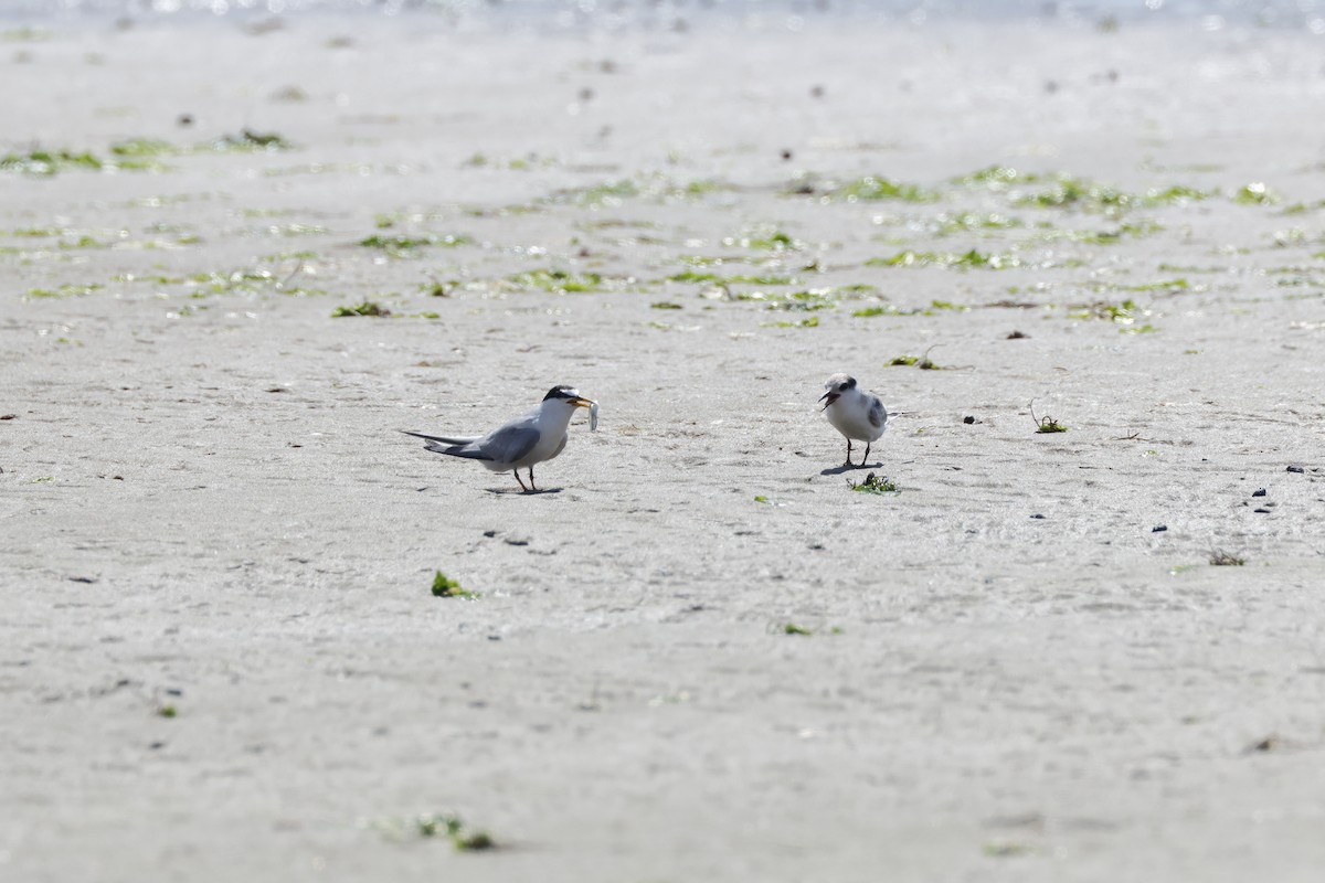 Least Tern - ML622132929