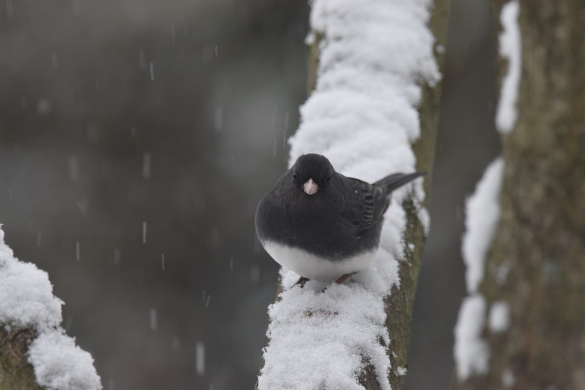 Dark-eyed Junco - ML622132930