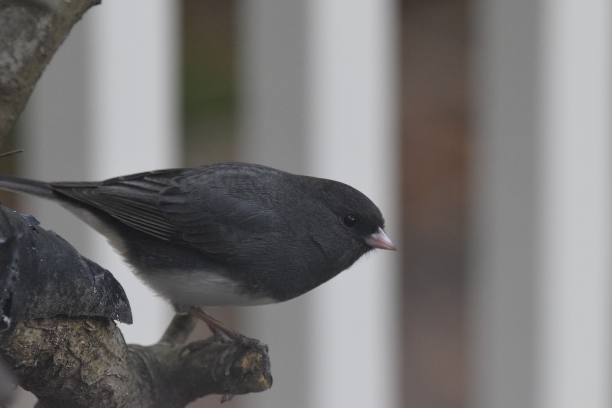 Dark-eyed Junco - ML622132931