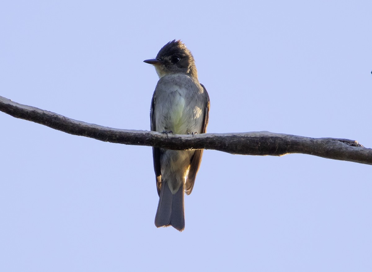 Western Wood-Pewee - ML622132935