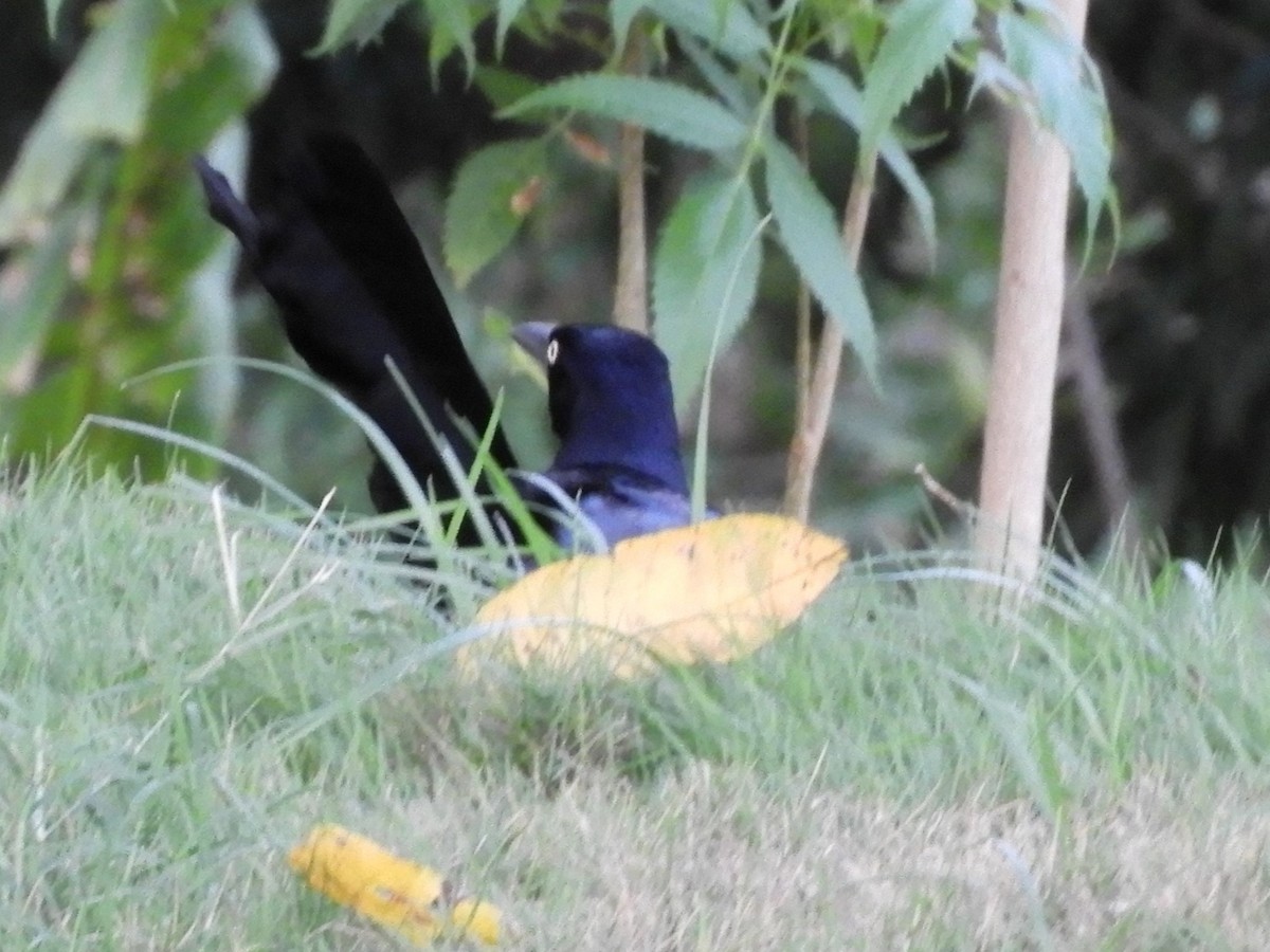 Great-tailed Grackle - ML622132936