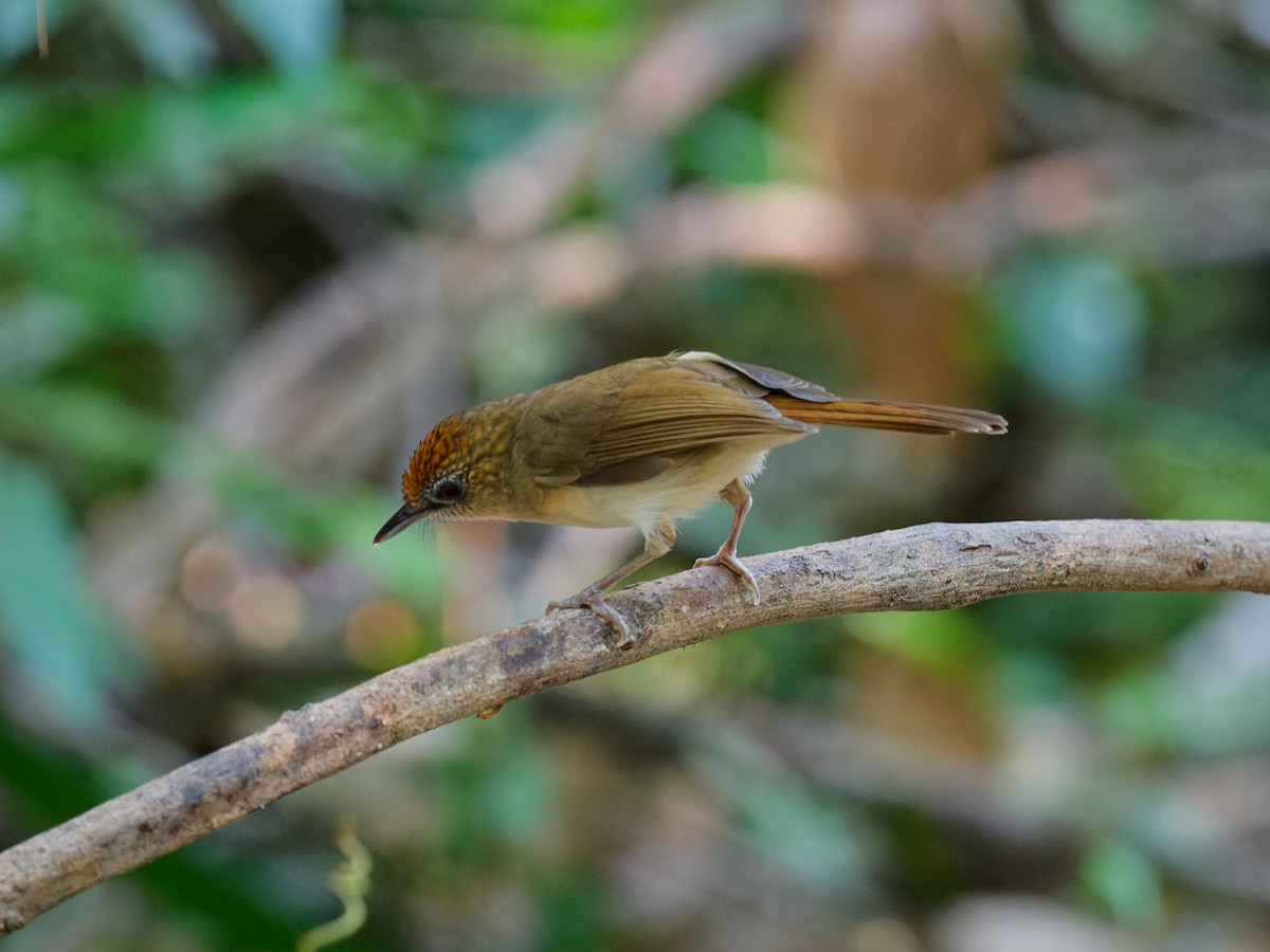 Scaly-crowned Babbler - ML622132937