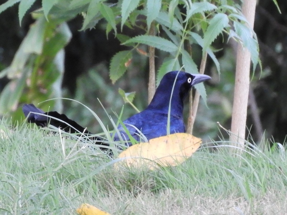 Great-tailed Grackle - ML622132942