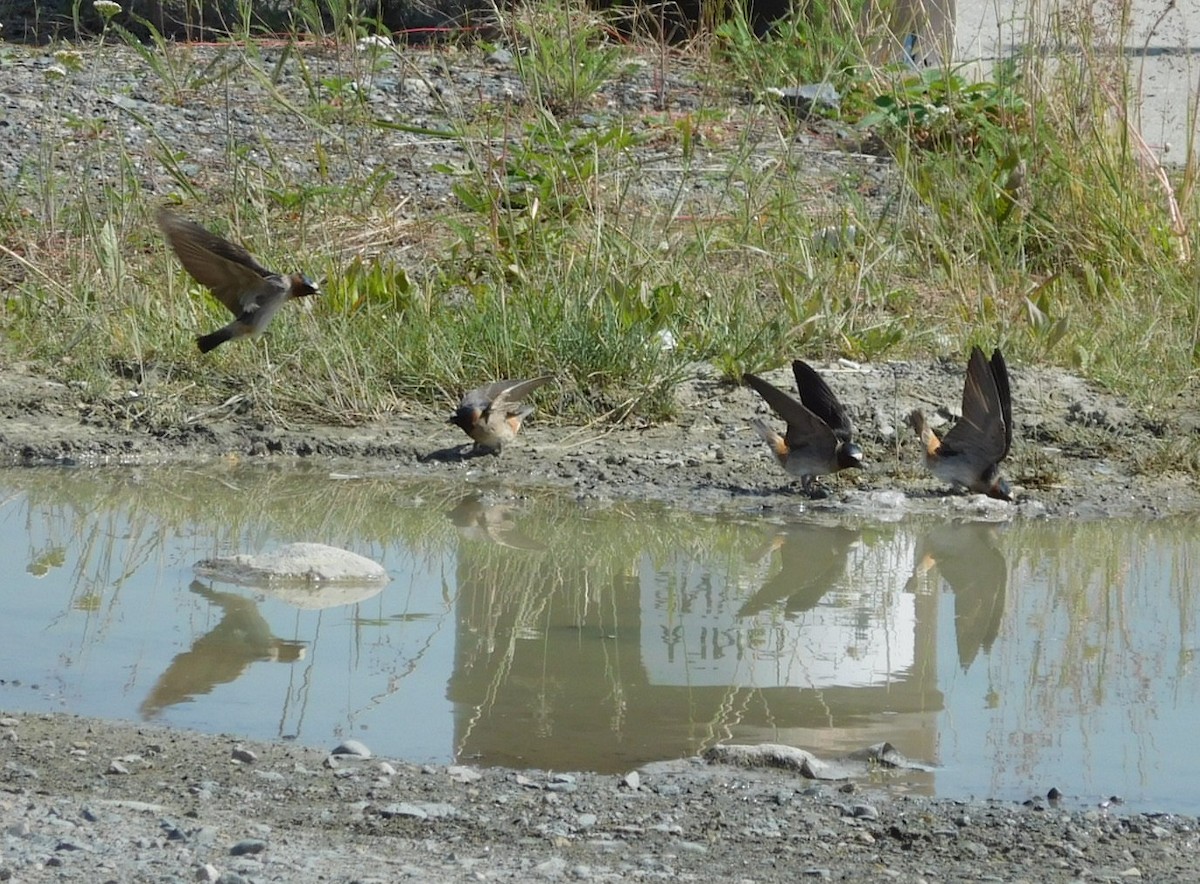 Cliff Swallow - ML622132943