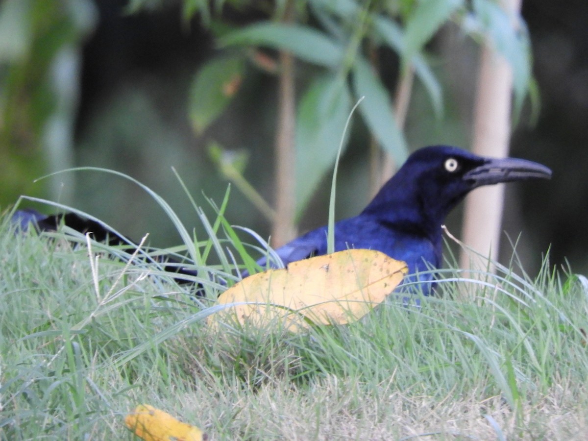 Great-tailed Grackle - Maria Corriols