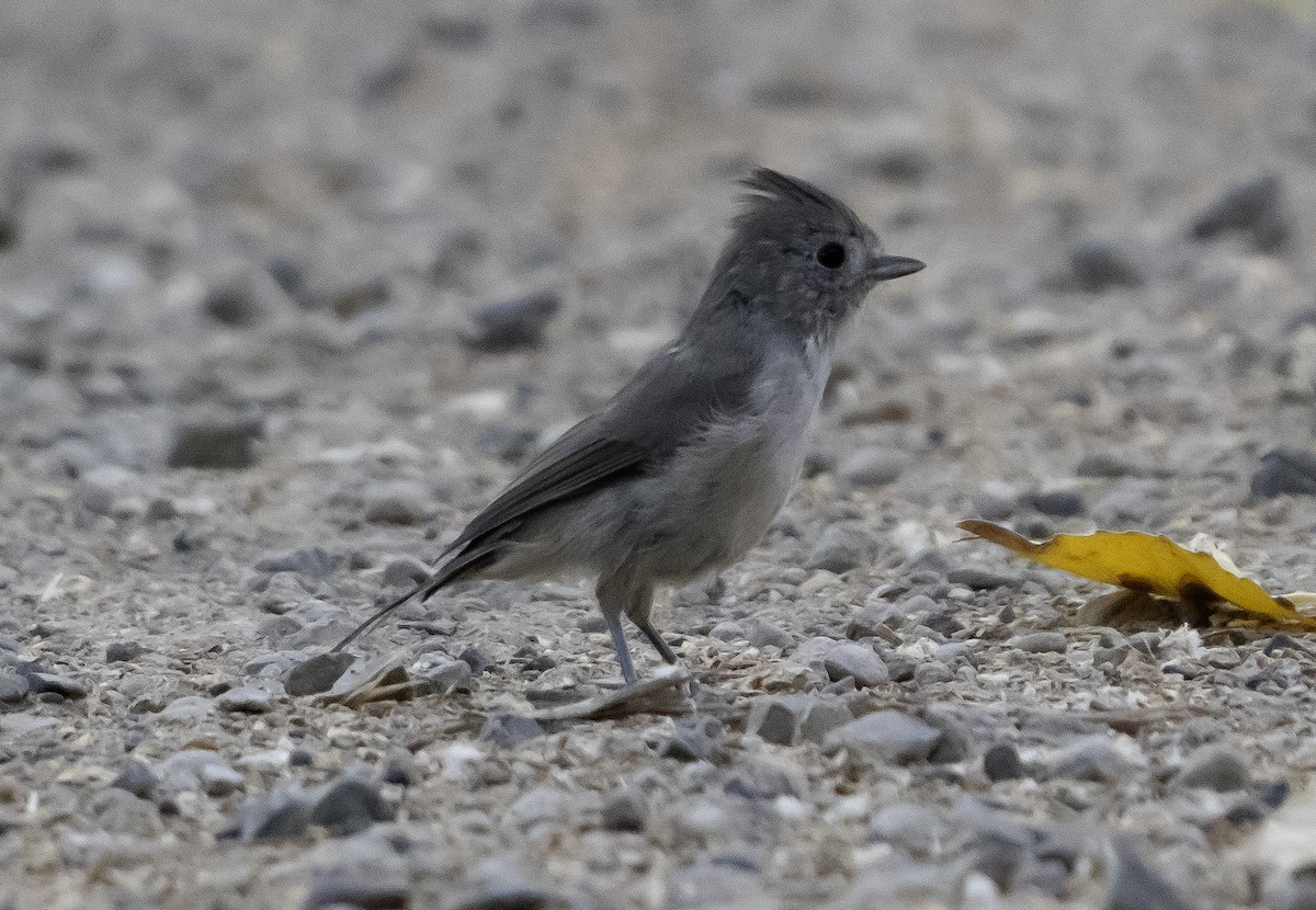 Oak Titmouse - ML622132948