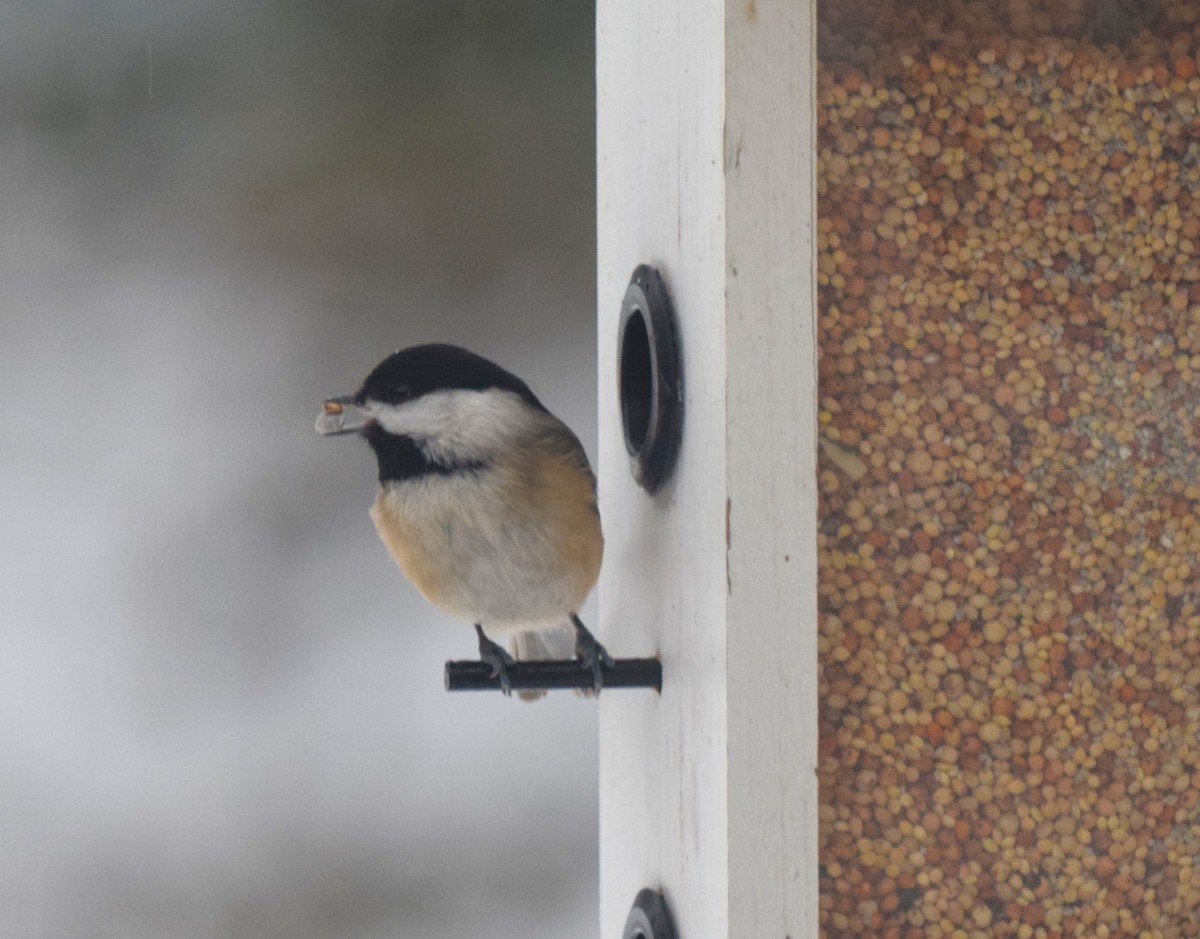 Carolina Chickadee - ML622132949