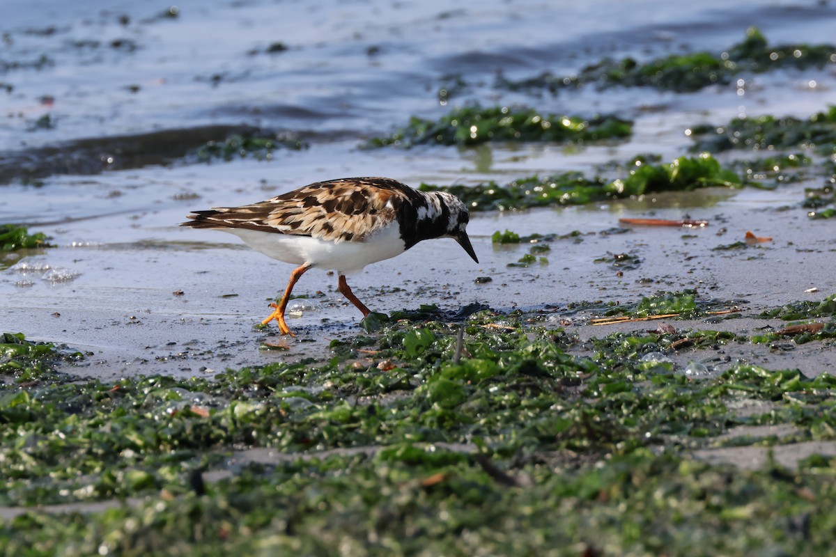 Ruddy Turnstone - ML622132960