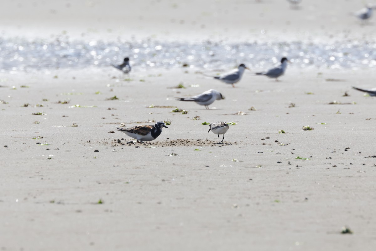 Ruddy Turnstone - ML622132977