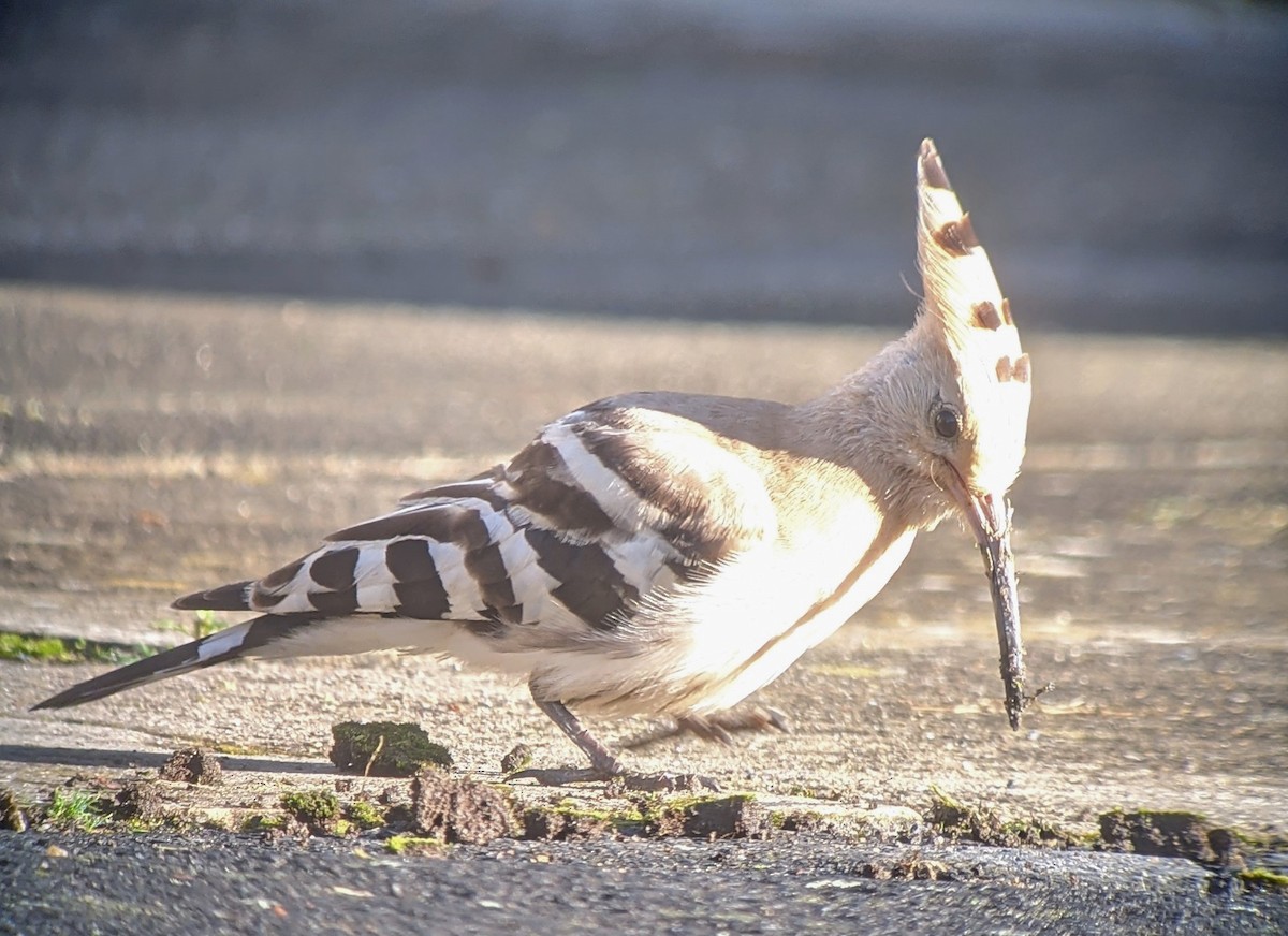 Eurasian Hoopoe - ML622132985