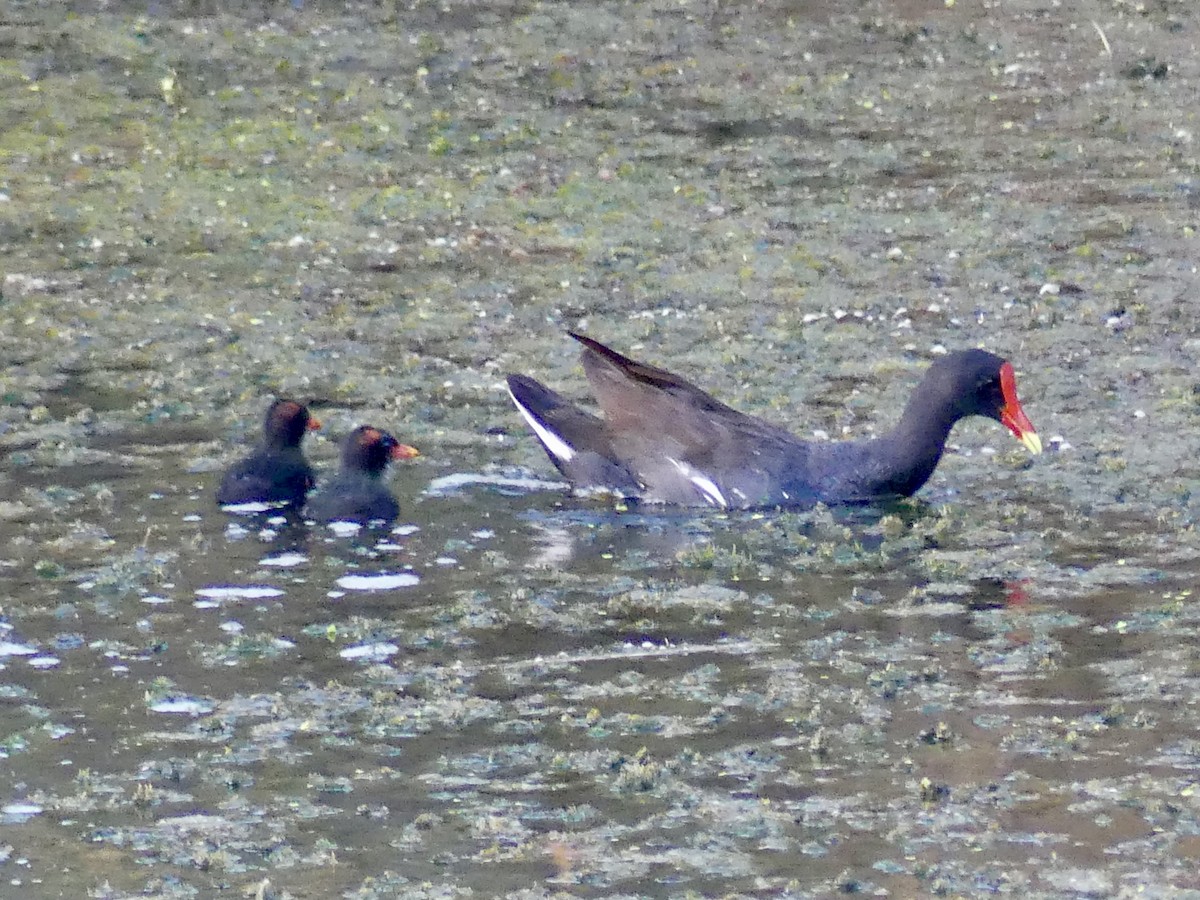 Common Gallinule - Dennis Wolter